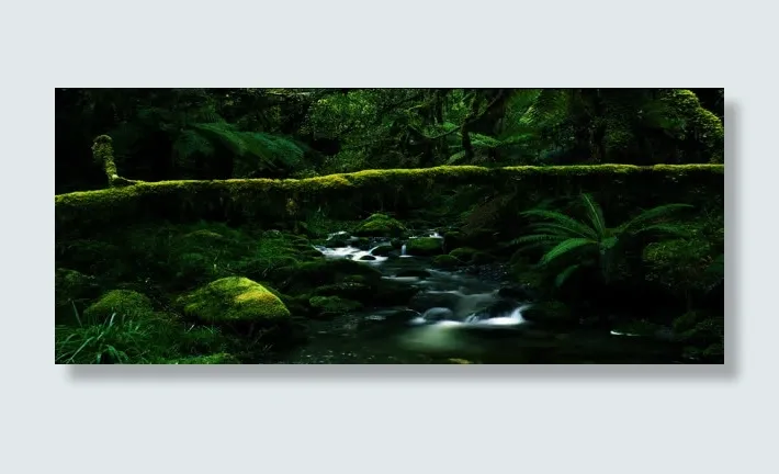 绿色野外生机植物免抠