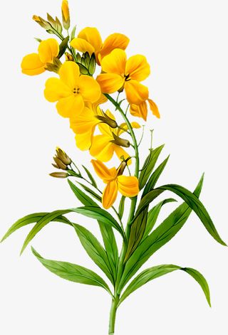 黄色的花 春天免抠动植物植物元素