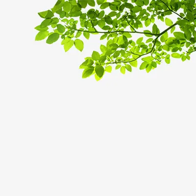 春天的绿树叶免抠
