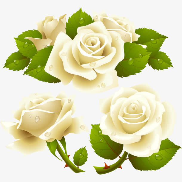 玫瑰花免抠