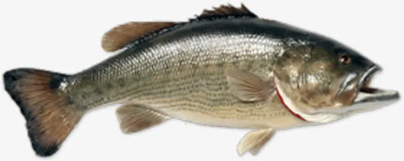 野生马鲛鱼免抠