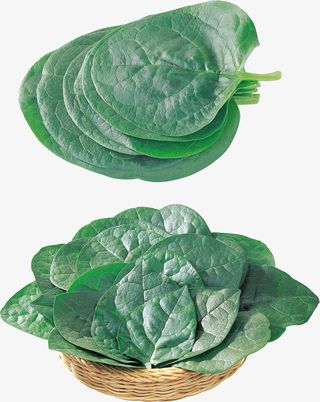 西瓜藤上的叶子免抠