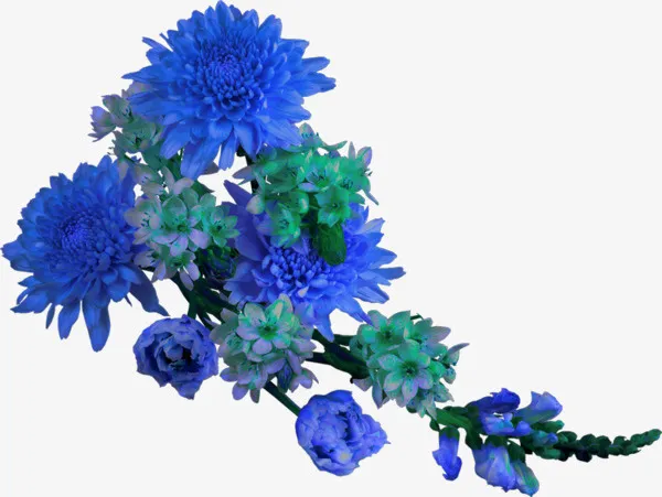 蓝色菊花免抠