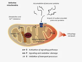 线粒体维持细胞内蛋白质稳态示意免抠