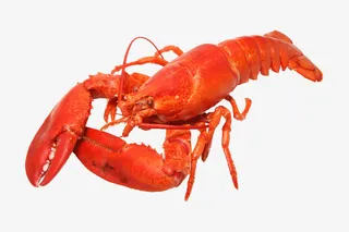 红色大龙虾煮熟的免抠