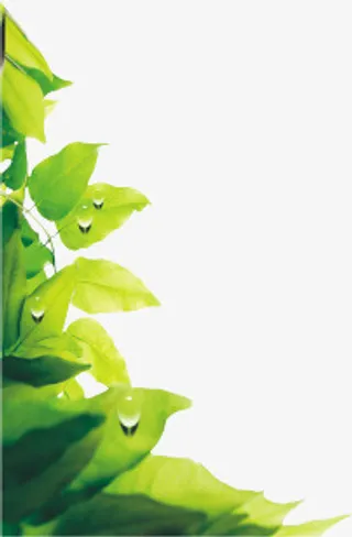 叶子免抠