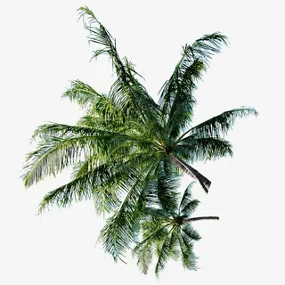 海边叶子树免抠素材免抠