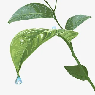 树叶水珠滴落免抠