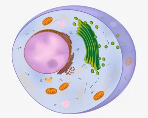 真核细胞手绘插画免抠