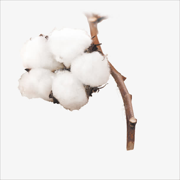 棉花免抠