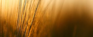 金色渐变植物背景高清