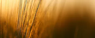 金色渐变植物背景高清