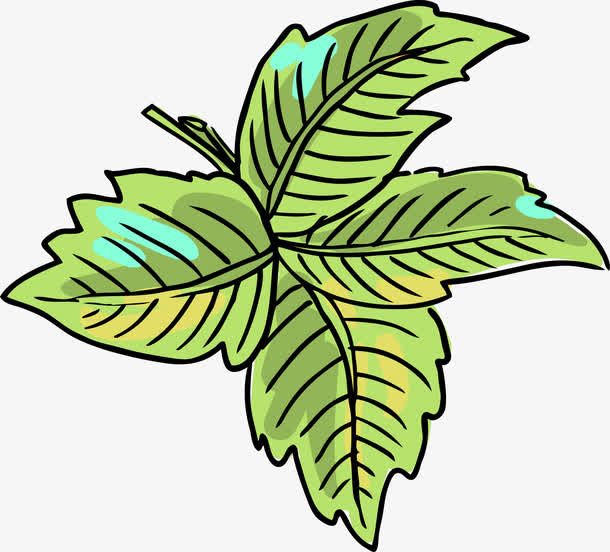 薄荷叶免抠