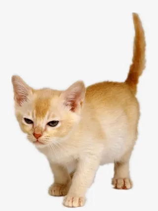 站着的猫咪免抠