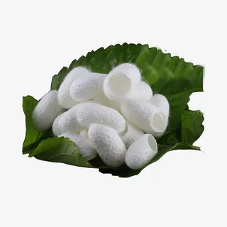 桑叶蚕丝球免抠