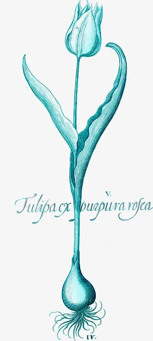 花卉图案ps花卉素材 蓝色唯美免抠