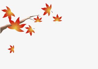 枫叶飘落免抠