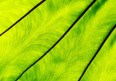 黄色绿叶叶茎免抠背景底纹元素