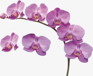 紫色马蹄莲免抠