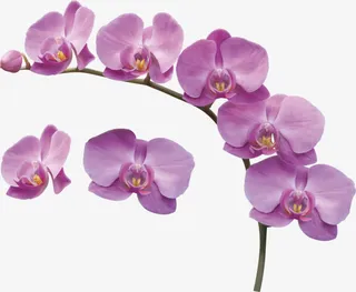 紫色马蹄莲免抠