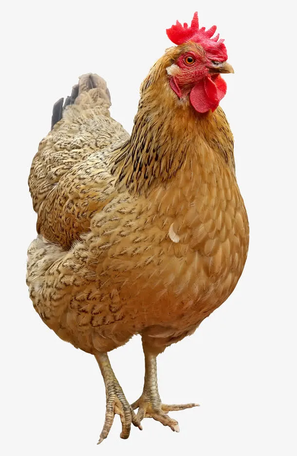 母鸡乌鸡免抠