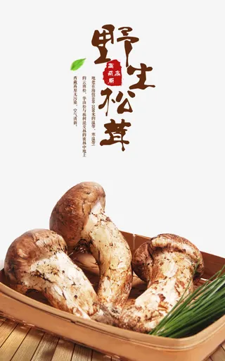 实物 野生松茸免抠