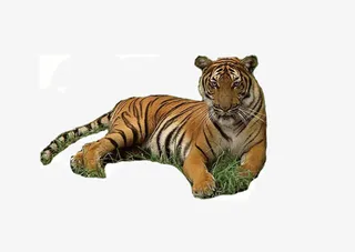 野生老虎图片免抠