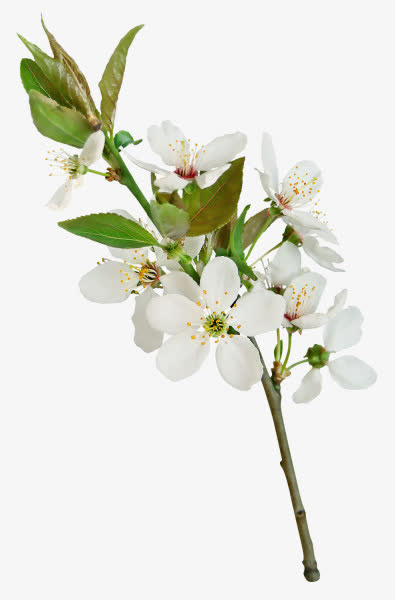 花朵免抠素材png免抠