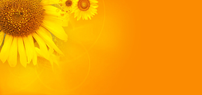 向日葵黄色背景高清
