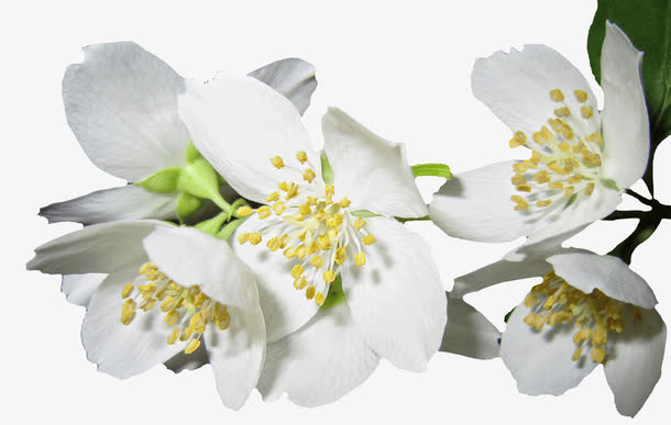 白色茉莉花免抠