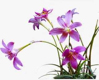 绿色叶子植物免抠