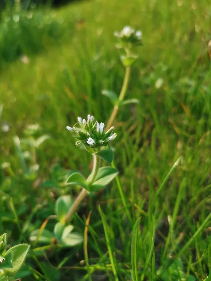 绿油油的小草和小花高清