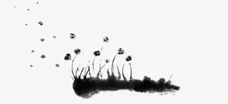 黑色蒲公英图片素材免抠