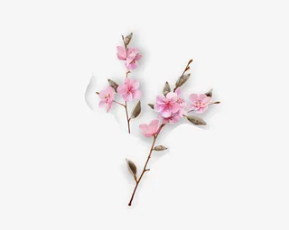 实物拍摄两束花朵免抠