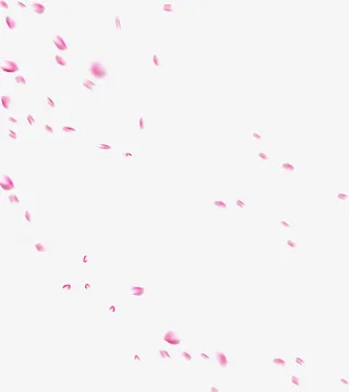玫粉玫瑰花瓣飘舞免抠