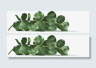 绿色树枝树叶绿叶春天免抠