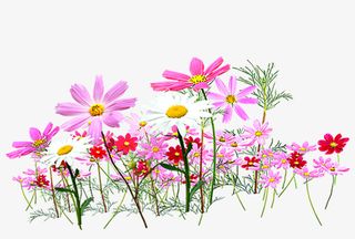 高清手绘花草免抠