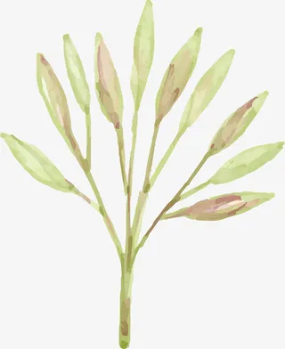 水墨春天树叶免抠