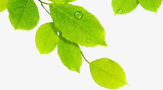 春天绿叶水滴清新免抠