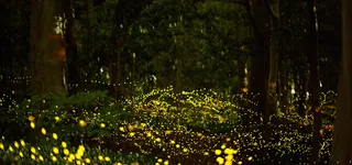 户外萤火虫背景装饰高清