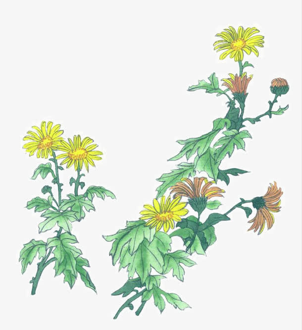写实菊花免抠
