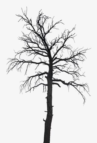 树,枯树，落叶树免抠