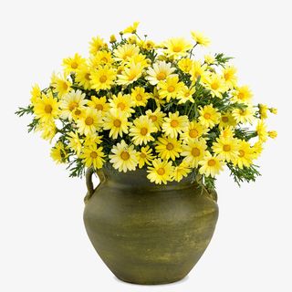 黄色花朵盆栽免抠