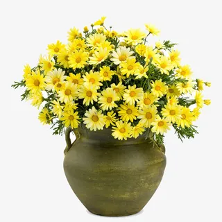 黄色花朵盆栽免抠