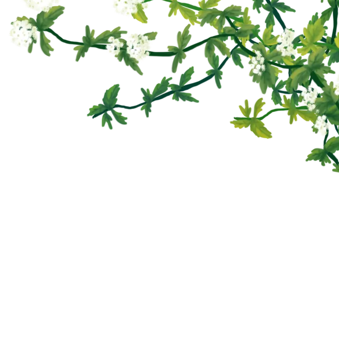 春天夏天前景白色花绿色叶子高清