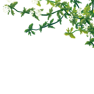 春天夏天前景白色花绿色叶子高清