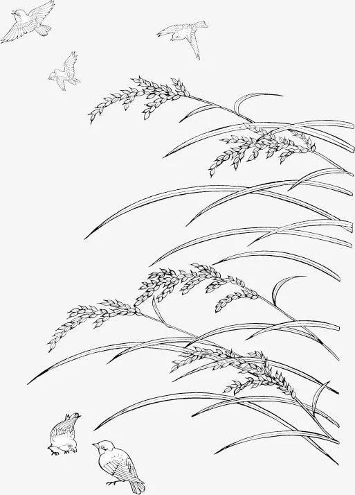 水稻和麻雀线描矢量素材免抠
