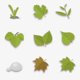 树叶枫叶水珠免抠