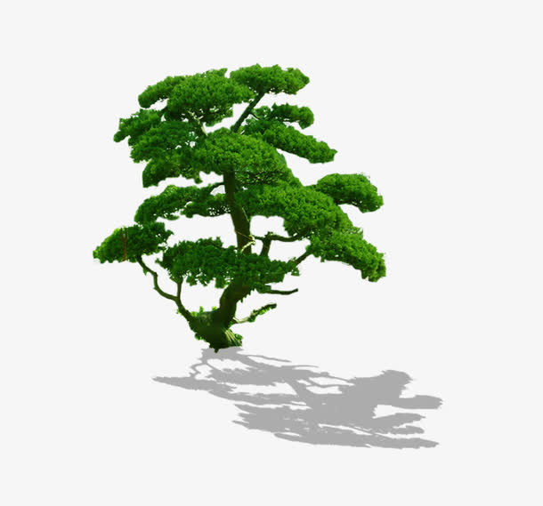 松树免抠