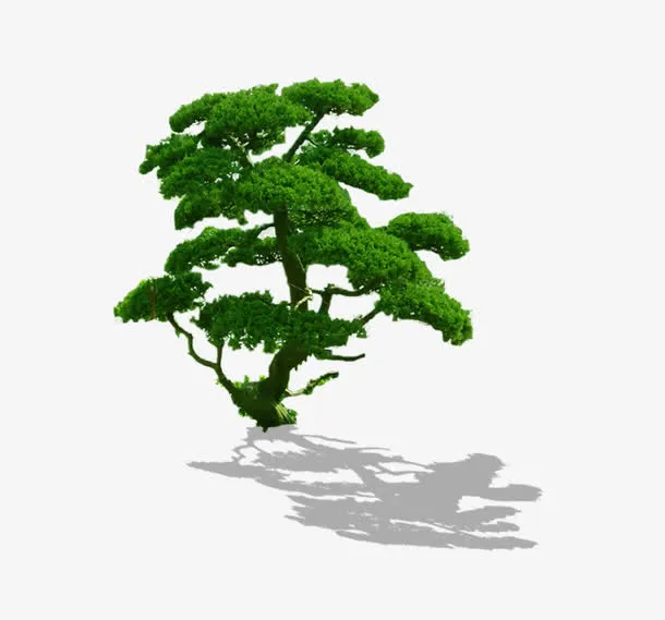 松树免抠